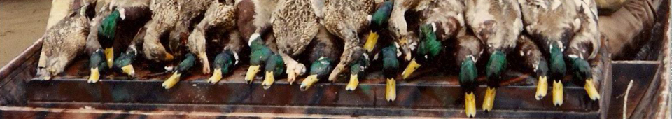 Greent Timber Duck Hunting