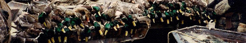Green Timber Duck Hunting